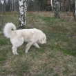 P�ed koncem stopy bez vod�tka