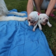 �t��ata 6. den fenky