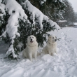 S Ajkou ve sn�hu